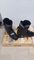 Dalbello  SX  3.8  Ski  Boots  -  Used